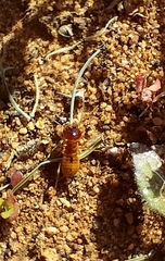 Microhodotermes viator