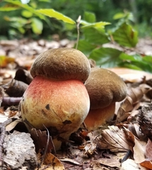 Neoboletus
