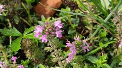 Thymus pulegioides