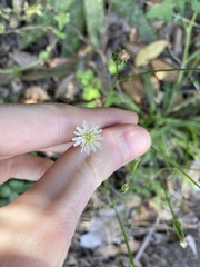 Hypochaeris albiflora