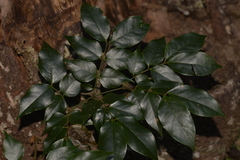 Archidendron grandiflorum