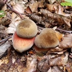 Neoboletus