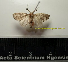 Elusa antennata