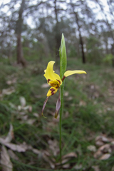 Diuris sulphurea