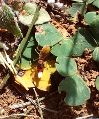 Microhodotermes viator