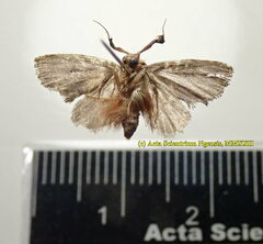 Elusa antennata