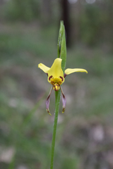 Diuris sulphurea