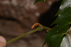 Archidendron grandiflorum