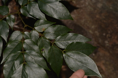 Archidendron grandiflorum