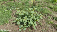 Xanthium orientale