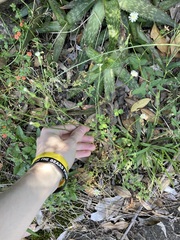 Hypochaeris albiflora