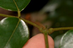 Archidendron grandiflorum