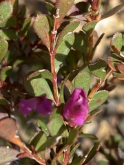 Boronia crenulata