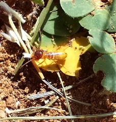 Microhodotermes viator