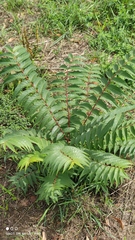 Ailanthus altissima