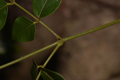 Archidendron grandiflorum