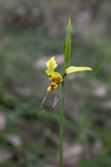 Diuris sulphurea