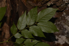 Archidendron grandiflorum