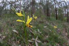 Diuris sulphurea