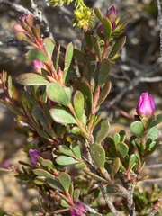 Boronia crenulata