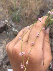 Eriogonum vimineum