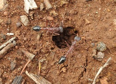 Myrmecia