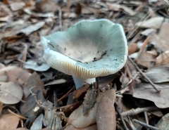 Russula virescens