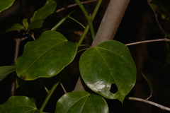 Streptothamnus moorei