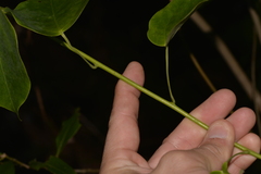 Streptothamnus moorei