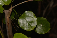 Streptothamnus moorei