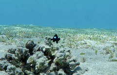 Dascyllus trimaculatus