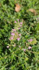 Thymus pulegioides