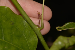 Streptothamnus moorei