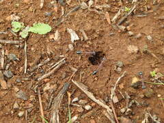 Myrmecia