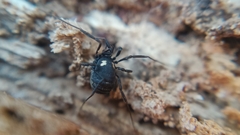 Nemastoma bimaculatum