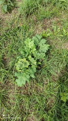 Heracleum sosnowskyi