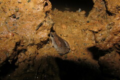 Microhyla mukhlesuri