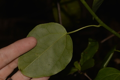 Streptothamnus moorei