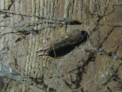 Helcystogramma triannulella