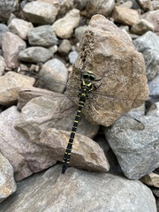 Cordulegaster boltonii