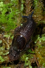 Schizoglossa
