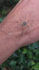 Odiellus spinosus