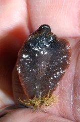 Schizoglossa