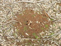 Myrmecia