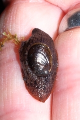 Schizoglossa