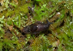 Schizoglossa
