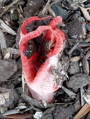 Clathrus archeri