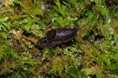 Schizoglossa