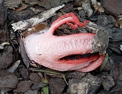 Clathrus archeri
