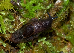 Schizoglossa